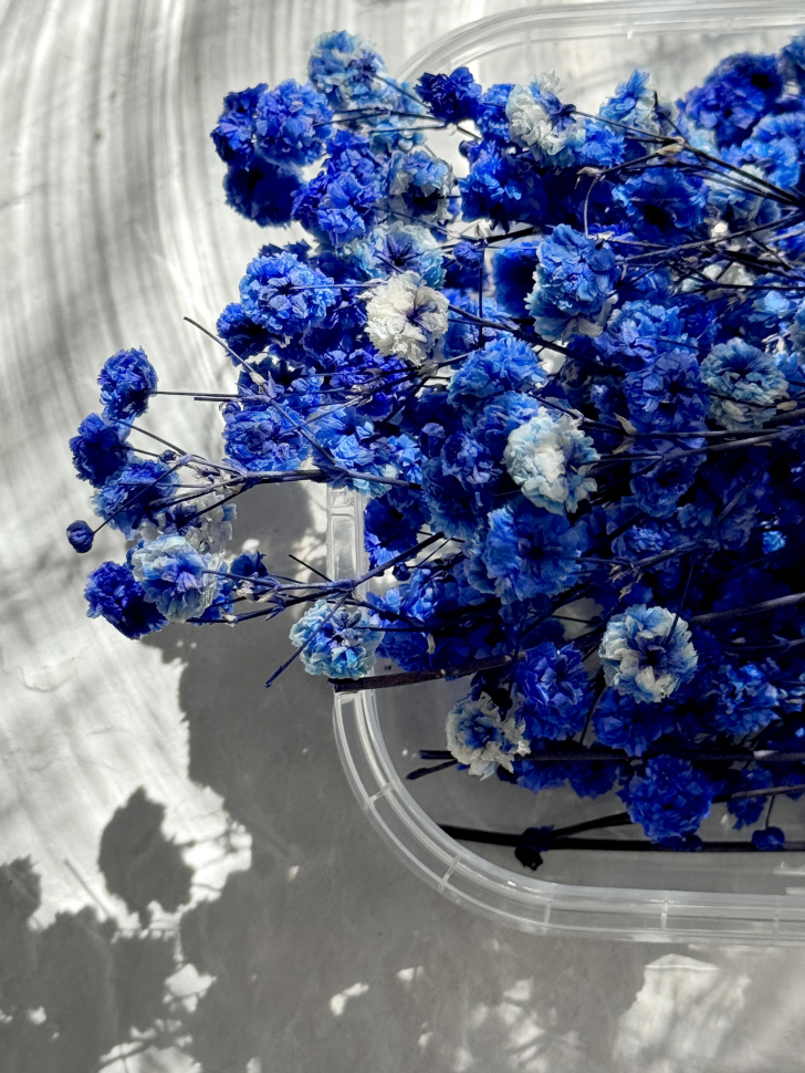 Сухоцветы Гипсофилы, синие