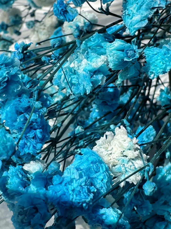 Сухоцветы Гипсофилы, голубые