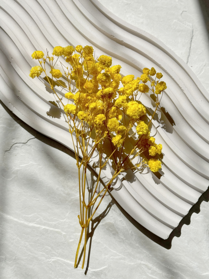Сухоцветы Гипсофилы, желтые