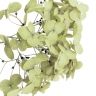 Стабилизированные цветы Гортензии (оливковые) 