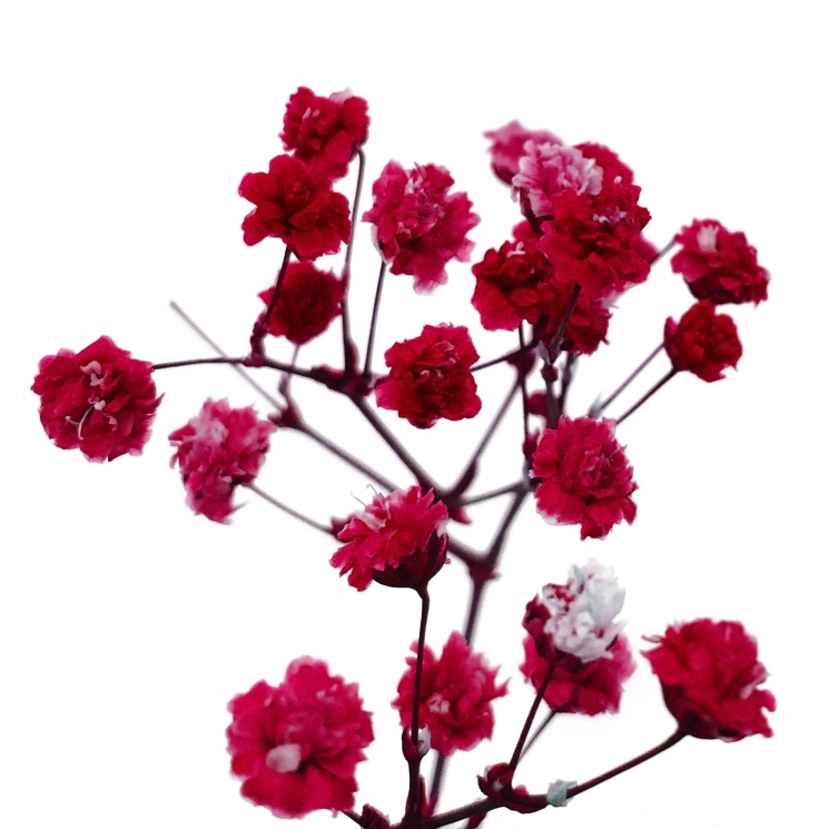 Стабилизированные цветы Гипсофилы (красные)