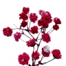 Стабилизированные цветы Гипсофилы (красные)