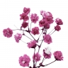 Стабилизированные цветы Гипсофилы (розовые)