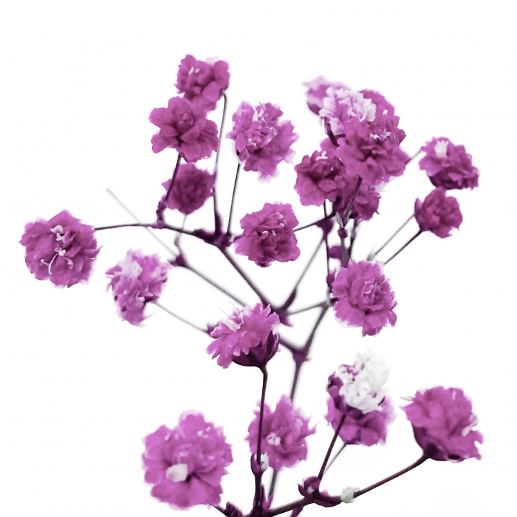 Стабилизированные цветы Гипсофилы (фиолетовые)
