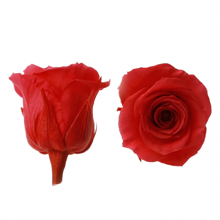 Стабилизированный цветок Роза (красная)