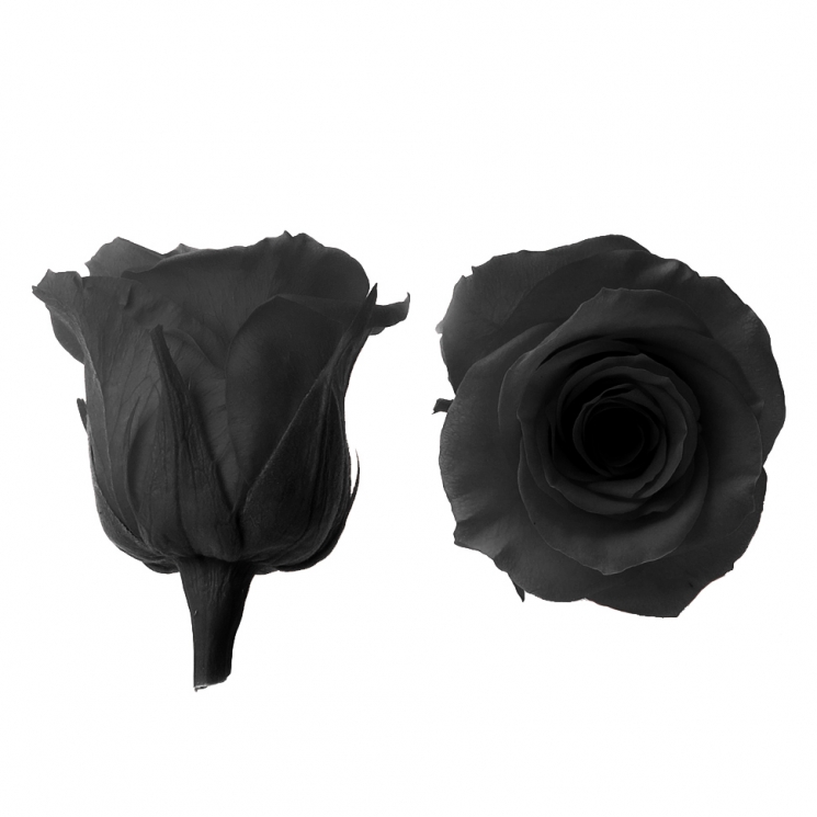 Стабилизированный цветок Роза (черная)