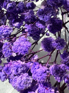 Сухоцветы Гипсофилы, фиолетовые