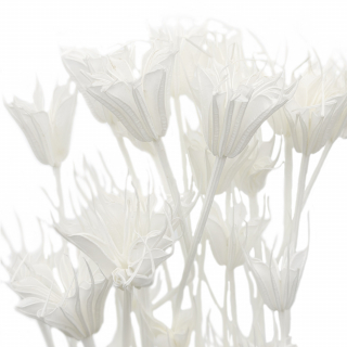 Сухоцветы цветы Нигеллы белые