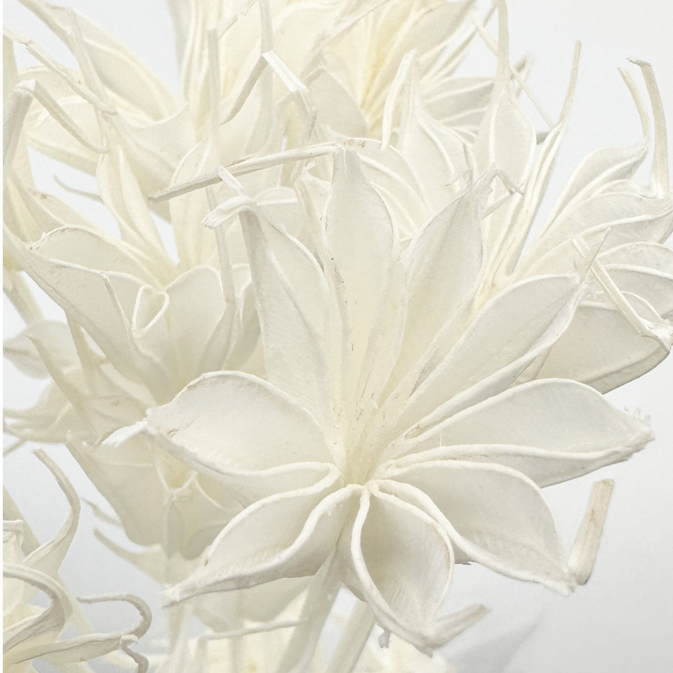 Сухоцветы цветы Нигеллы белые
