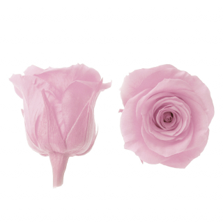 Стабилизированный цветок Роза (розовая)