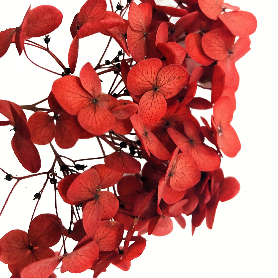 Стабилизированные цветы Гортензии (красные), коробка