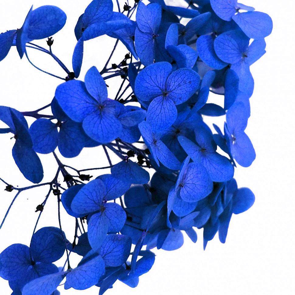 Стабилизированные цветы Гортензии (синие), коробка
