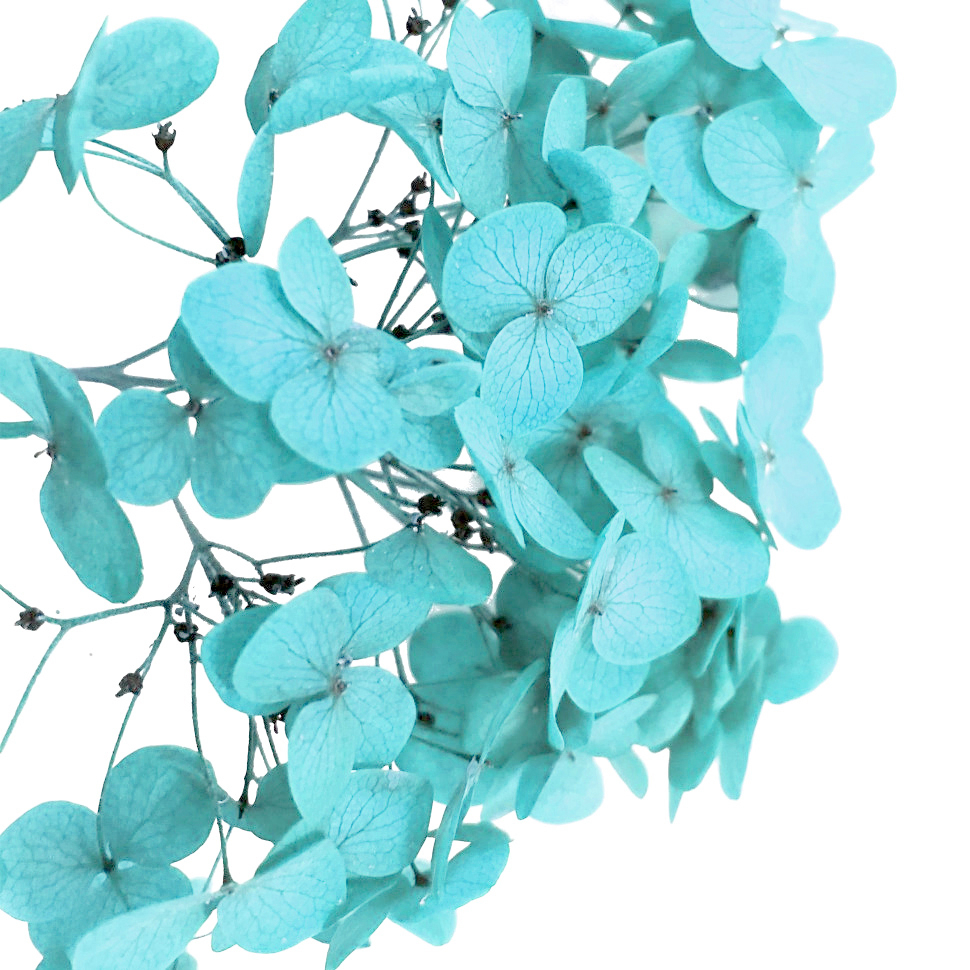 Стабилизированные цветы Гортензии (голубые), коробка