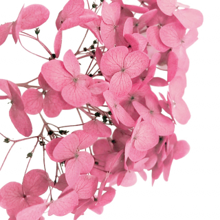 Стабилизированные цветы Гортензии (ярко-розовые)