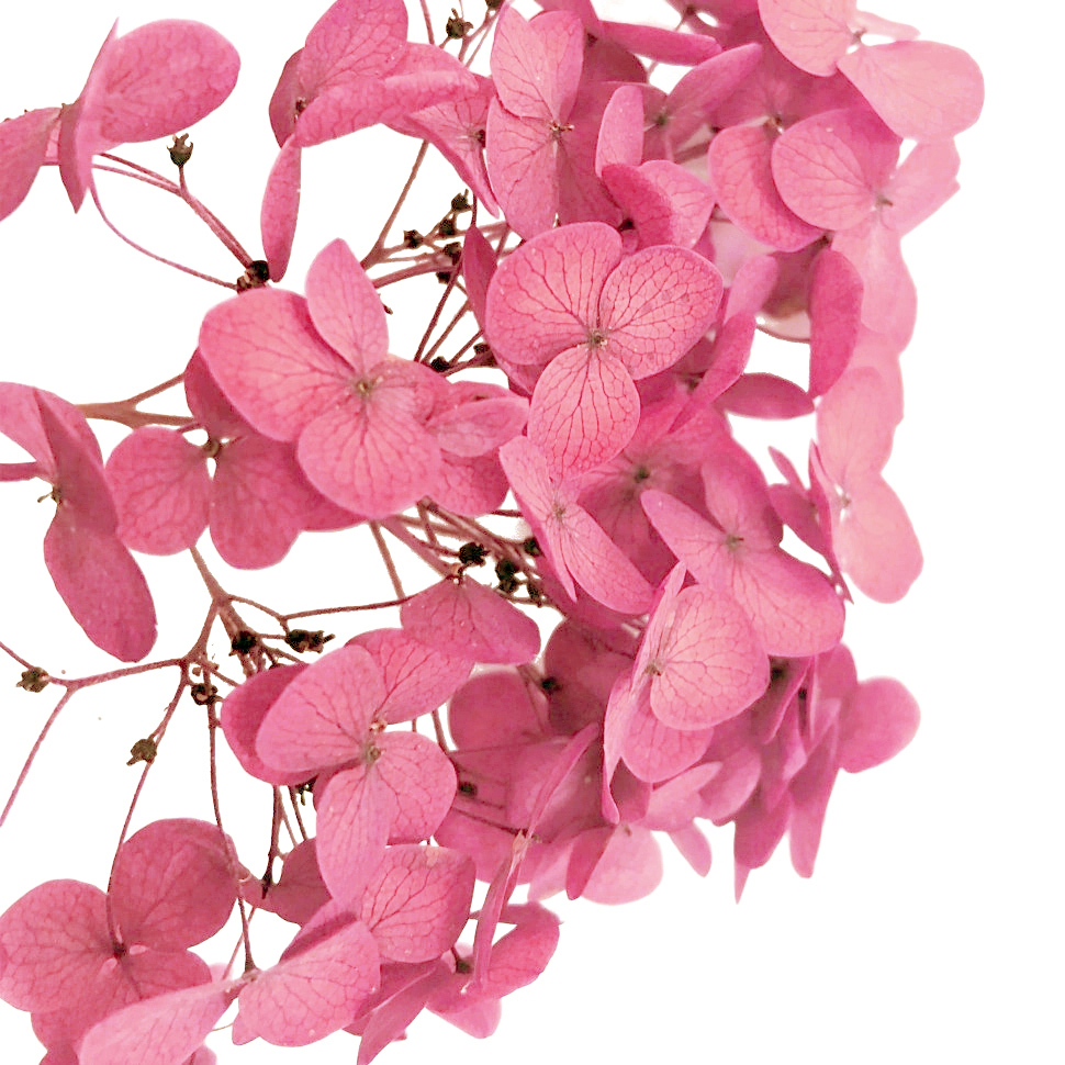 Стабилизированные цветы Гортензии (ярко-розовые), коробка