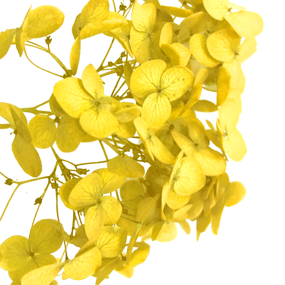 Стабилизированные цветы Гортензии (ярко-желтые), коробка
