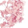 Стабилизированные цветы Гортензии (розовые)