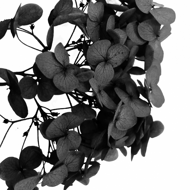 Стабилизированные цветы Гортензии (черные)
