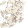 Стабилизированные цветы Гортензии (молочные)